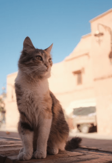 Cats in the City